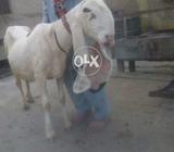 Kajli female for sale