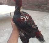 Lakha patha out calass