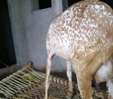 Original makhi cheni