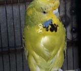 Parrot bird