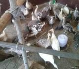 Pecock.blue black and black shoulder