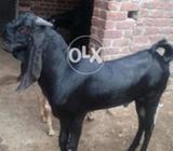 Pyoor bitam bakra khiraa 7month ka hai