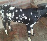 Rajan puri nasal 5 month age kacha khera