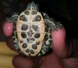 Red ear slidder green