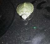 Red ear slidders green turtles