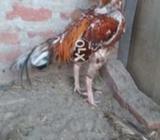Saltay Murga puro Aseel ek Ahkn sa kana