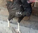 اصیل مرغی ہے