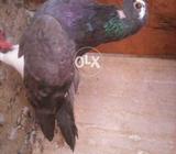 سبز ابابیل ہے