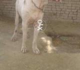 30inch9mnth