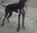 31inch24manth tpni k shaht