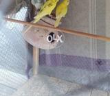 4 parots with pinjara