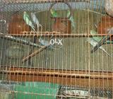5pri h ro cage b sht h