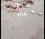 65 sa 70 jaz pesa do la jao