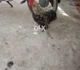 Bantam male for sale
