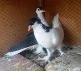 Bared k liya tayar kachpary sheraze