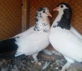 Baredar payar kalyary i pabai khal