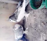 Beacause i have no need