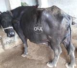 Boht achi h tazi bynce h