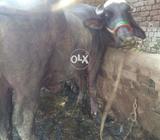 Buffello pehla suwa hy beshtreen nasal