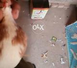 Chap kachpara big pamoz