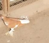 Chap kacpara big pamoz