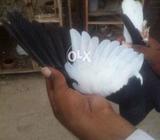 Chap kaliyari female