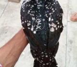 Cheeni pathi for sale