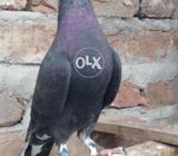 Chighi chohychander and black