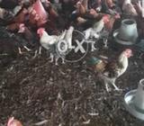 Dasi murga 300 per kg