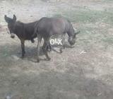 Donkey for sale