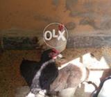 Fanci.morgi.ka.jurda