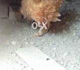 Frizzle hen