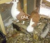 Full baridar male lale