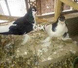 Full baridar pair saia