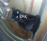 Full black coated fur pershion