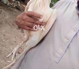 Full white Kora pata