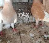 GB piayr100/ biredar