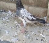 Ghar k pathay gud result