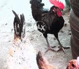 Ghr ka pala huwa he active r heldi