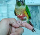 Greenchick Conoure Yellow Sided