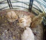 Irani. Chicks far sall