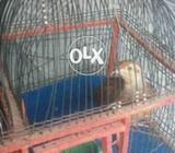 Irani nar seti pr bolta ha.dekhni maadi