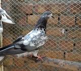 Jilldar cheena bacha