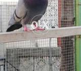 Jooron waly piegons