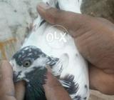 Kala moh wali madi ha