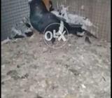 Kaly kerhly pair gandian bni hui hain