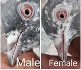 Kamagar & Qasoori Jora