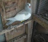 Kasani patha guldar breedar sy