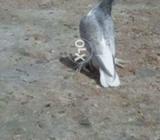 Kasni female full pamoz