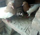 Khal pair lal female pella khal male